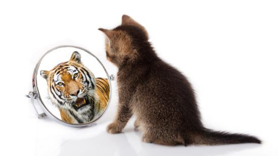 a kitten is looking at its reflection in a mirror as a tiger .