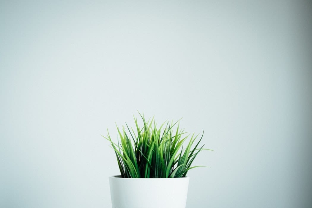 a small green plant in a white pot against a white wall .