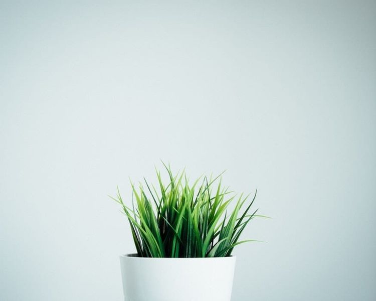a small green plant in a white pot against a white wall .