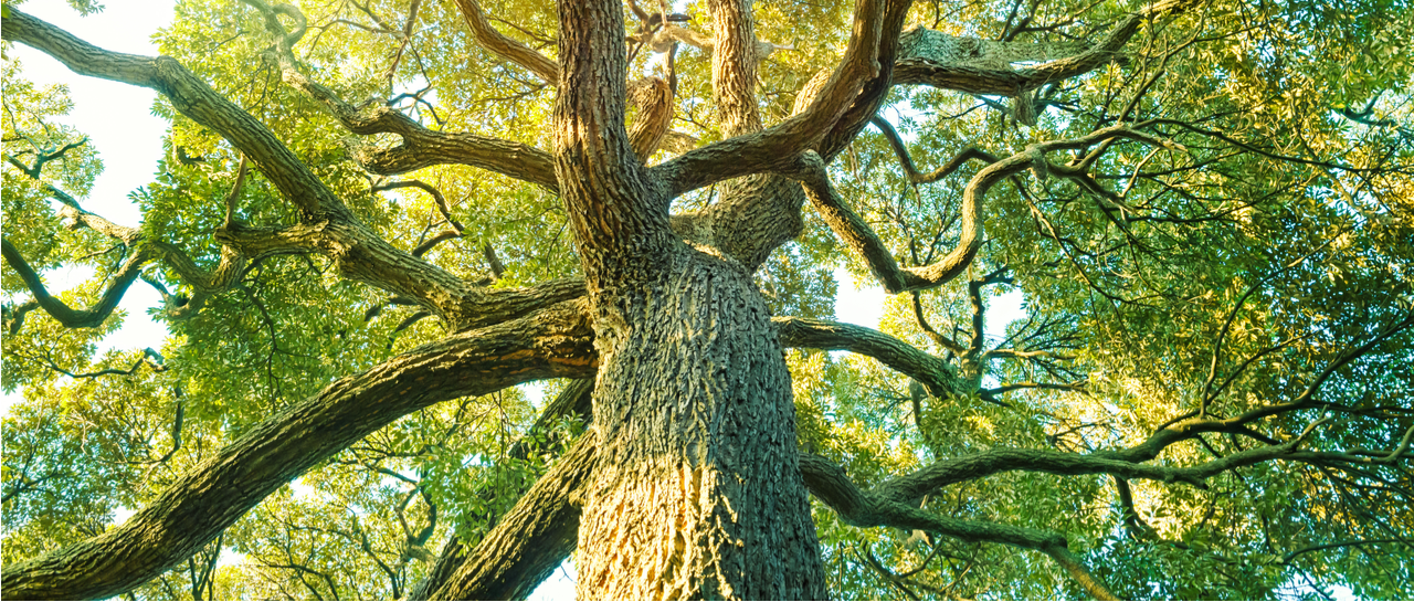 Life’s Guiding Force