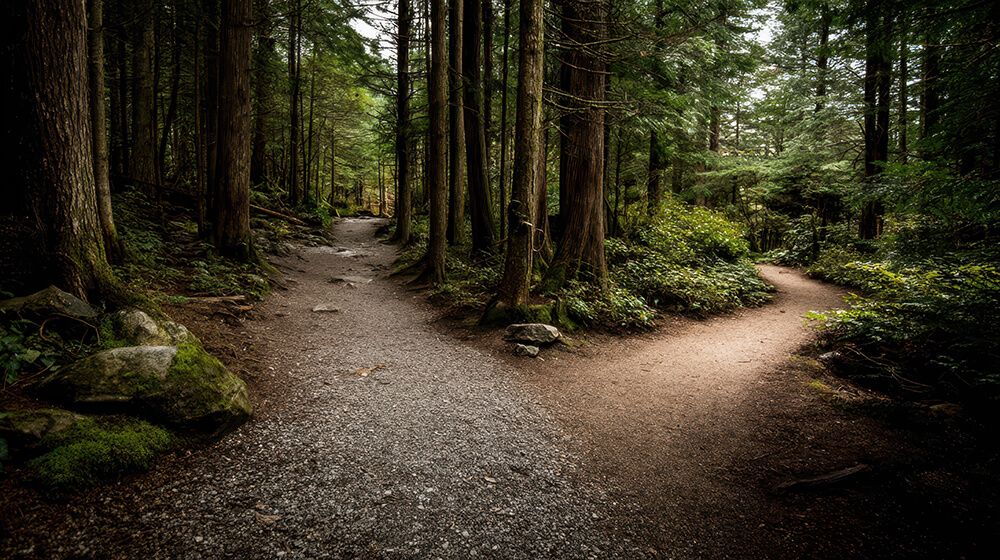 there is a fork in the path in the middle of the forest .