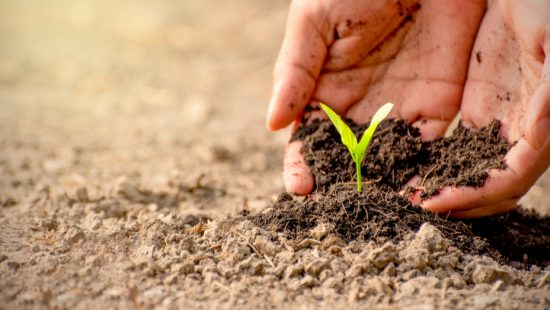a person is holding a small plant in their hands .