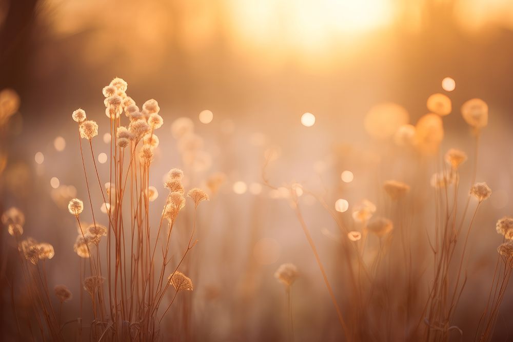 a field of tall grass at sunset with the sun shining through the grass .