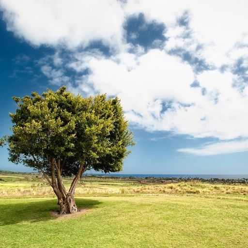 there is a tree in the middle of a grassy field .