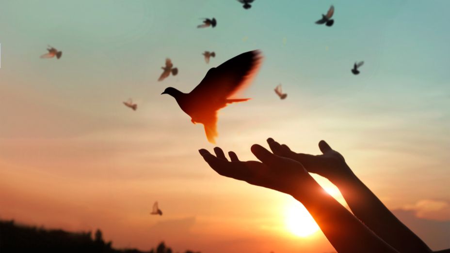 a person is holding a bird in their hands at sunset .