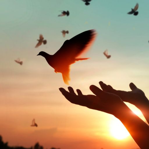 a person is holding a bird in their hands at sunset .