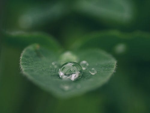 a close up of a water drop on a green leaf .