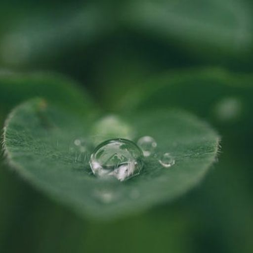 a close up of a water drop on a green leaf .