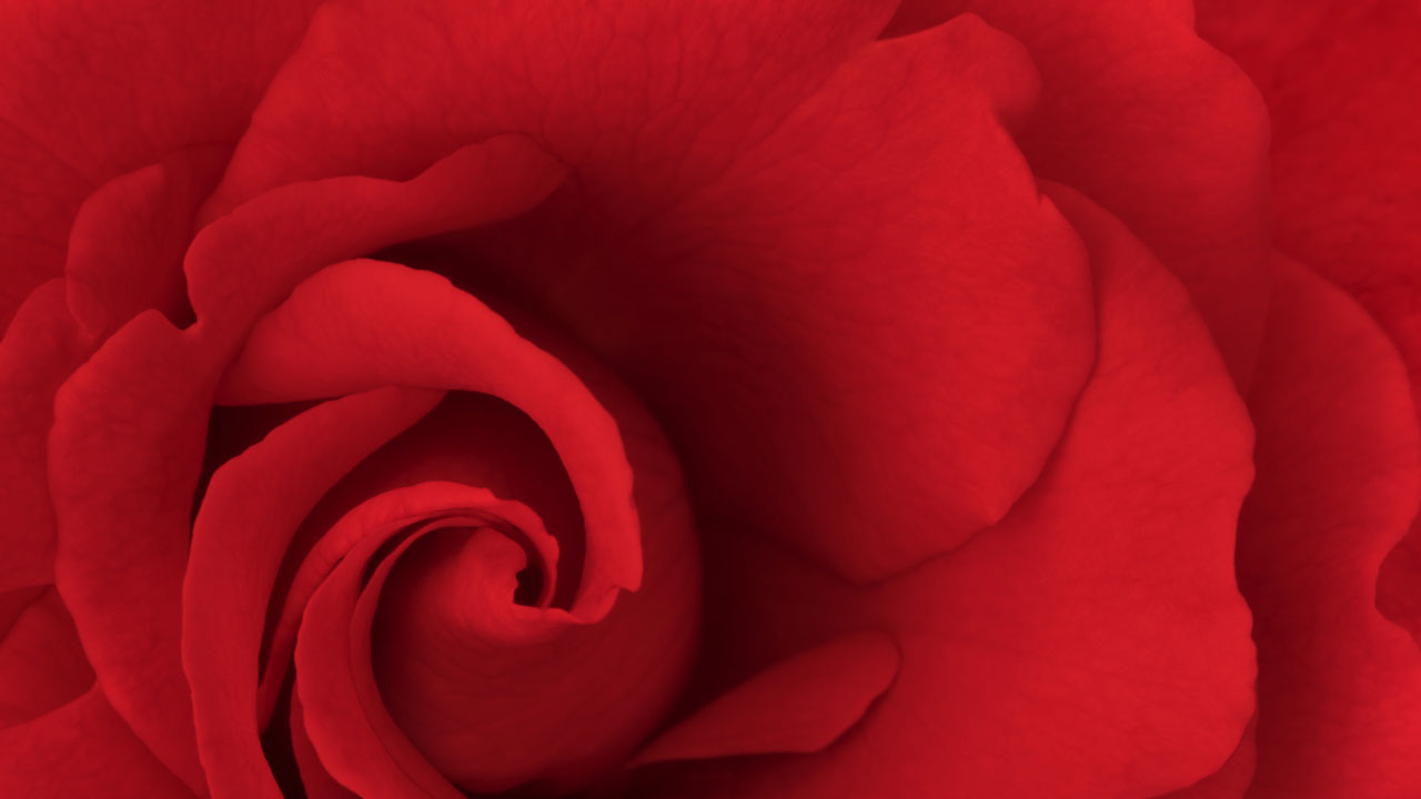 a close up of a dollar bill with a green background