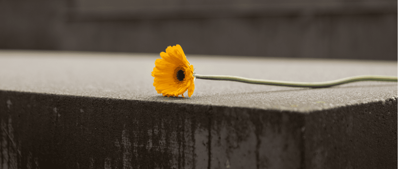 My interview with Holocaust Survivor Alice-Herz Sommer