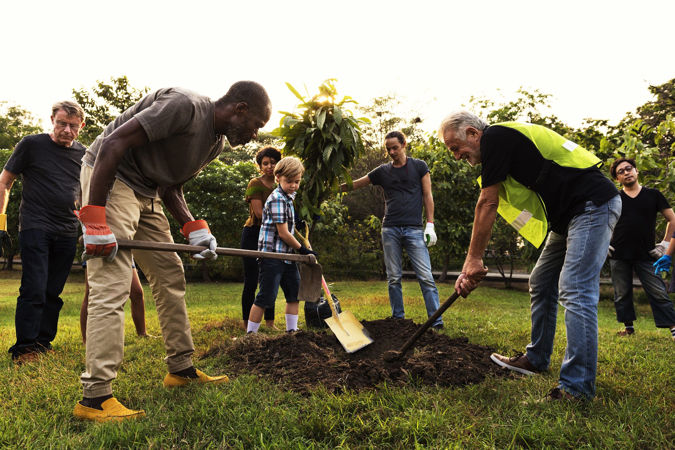 a group of people are digging a hole to plant a tree .