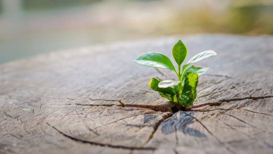 a small plant is growing out of a tree stump .