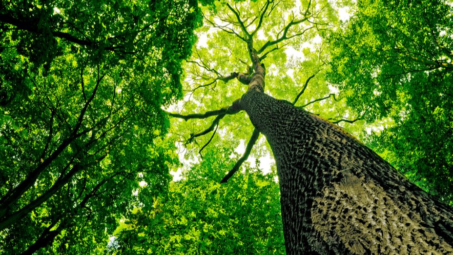 looking up at a tree in a forest with lots of green leaves .