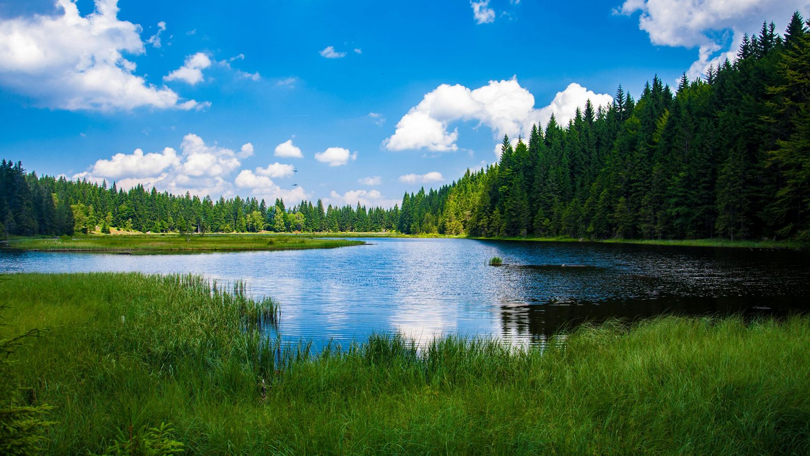 a small lake in the middle of a forest on a sunny day .