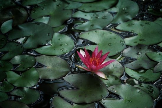 a red water lily is surrounded by green leaves in a pond .