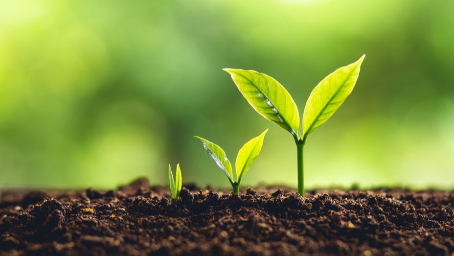 two small plants are growing out of the soil .