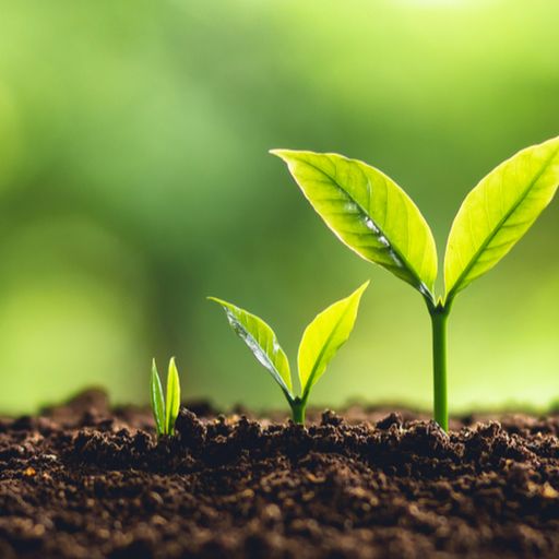 two small plants are growing out of the soil .