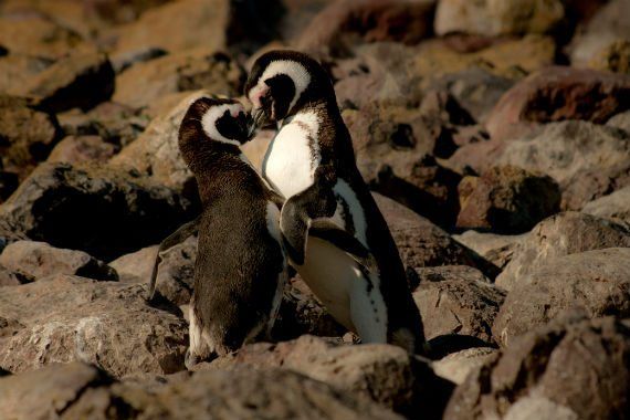 two penguins are hugging each other on a rocky beach .