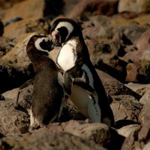 two penguins are hugging each other on a rocky beach .