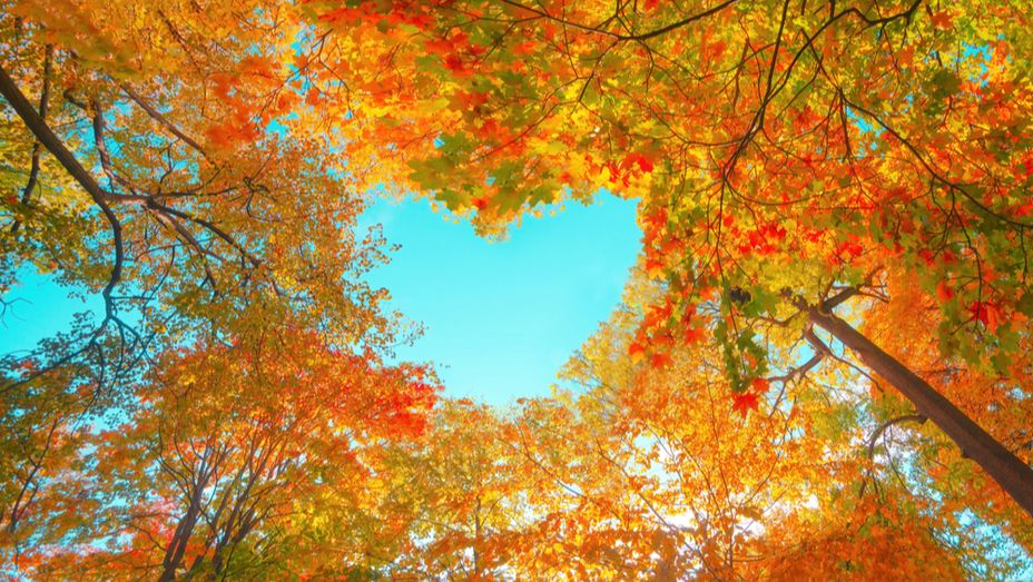 looking up at a forest of trees with autumn leaves in the shape of a heart .