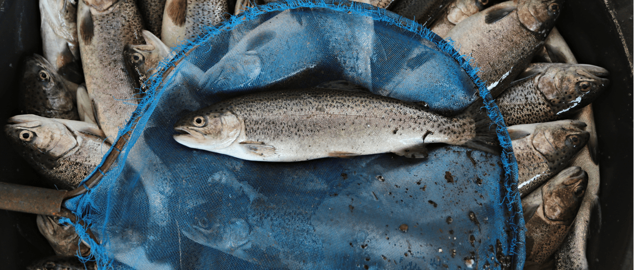 Farm-raised fish vs. wild caught