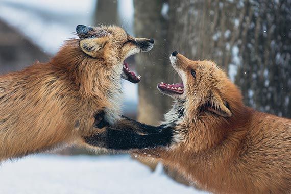 two red foxes are fighting in the snow .