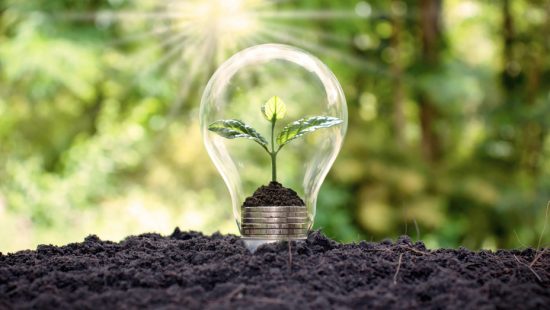 a light bulb with a plant growing out of it .