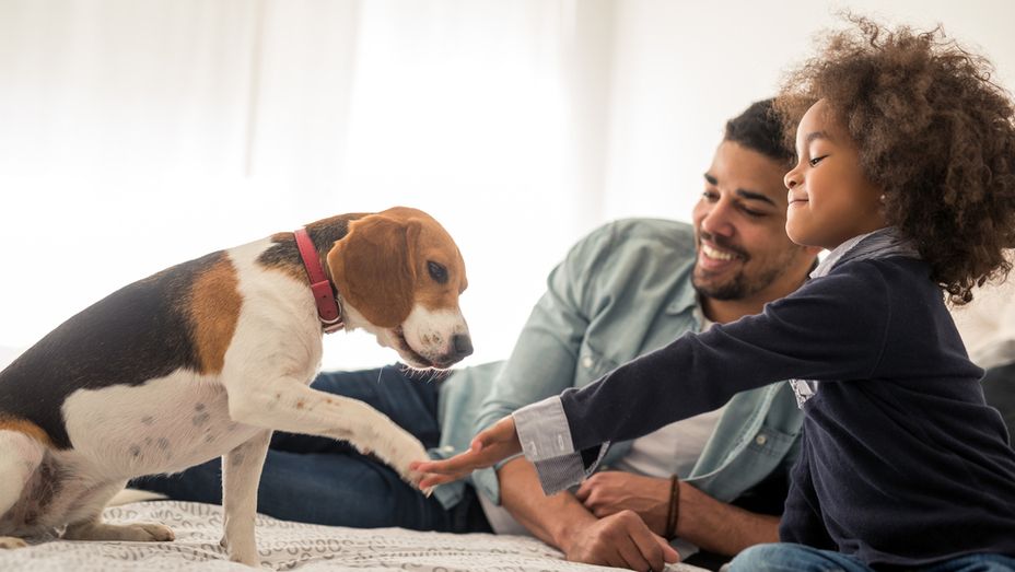 a man and a little girl are playing with a dog on a bed .