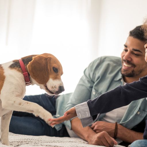 a man and a little girl are playing with a dog on a bed .