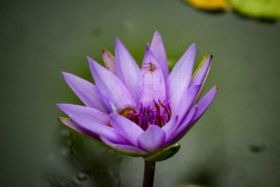 a close up of a purple water lily in a pond .