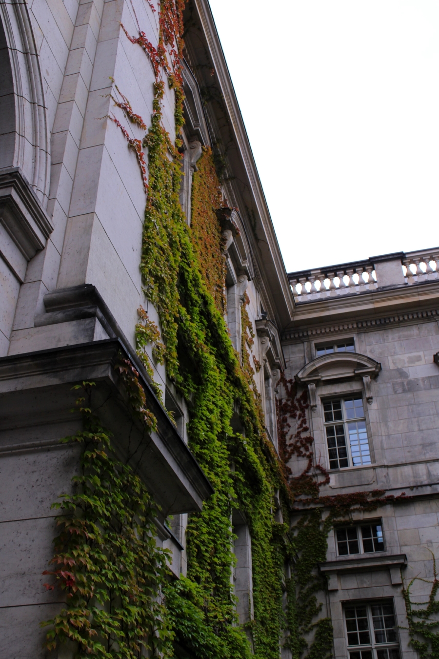 Vegetation on museum wall.