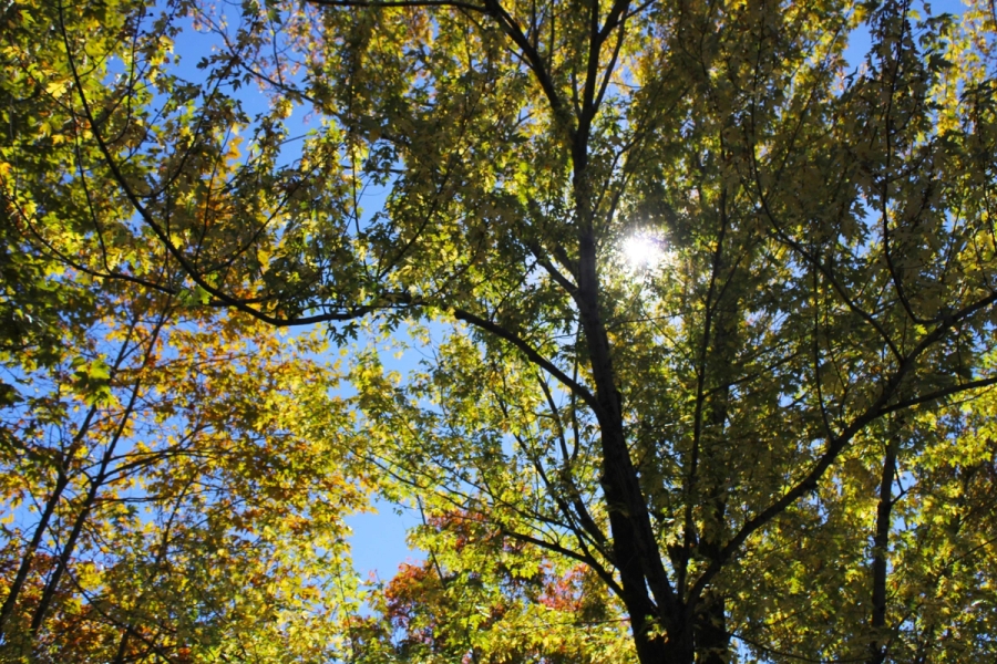 Sunlight seeping through the leaves.