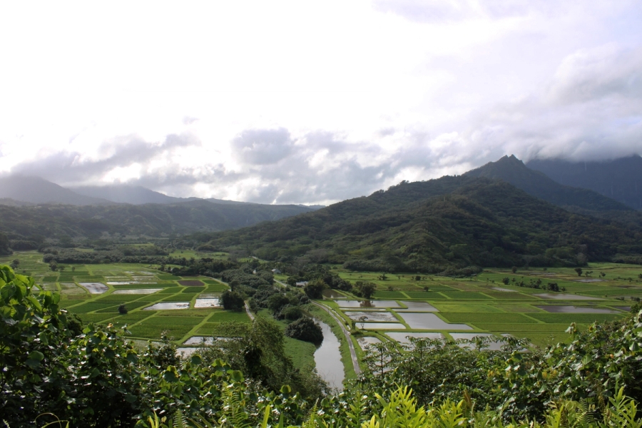 View of a rice patty field and mountains.