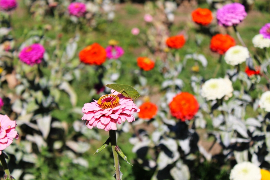 Leaf bug on a flower.