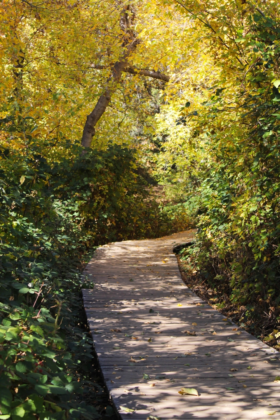 Wooden path through plants.