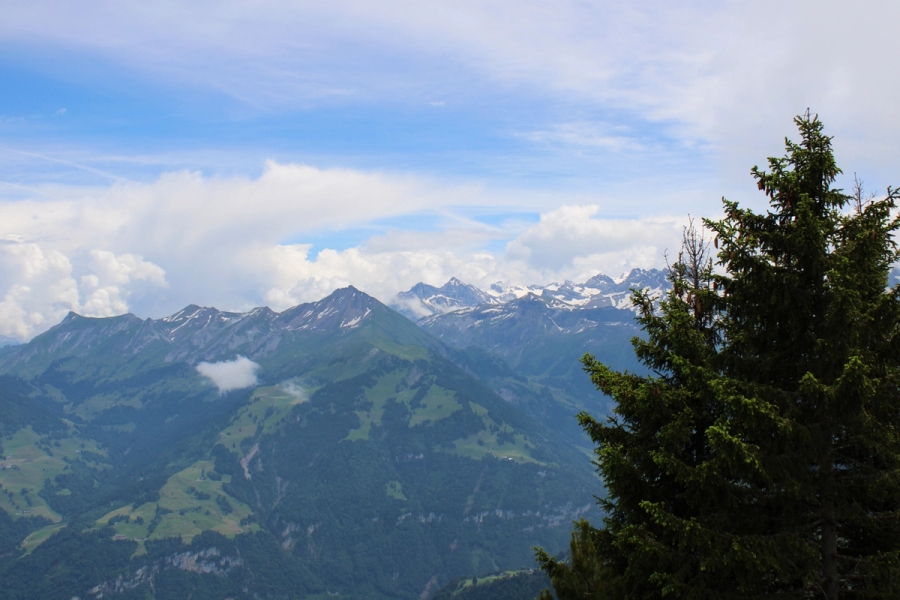 Huge tree in right foreground of mountains.