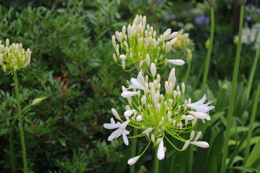 Interesting white flowers.