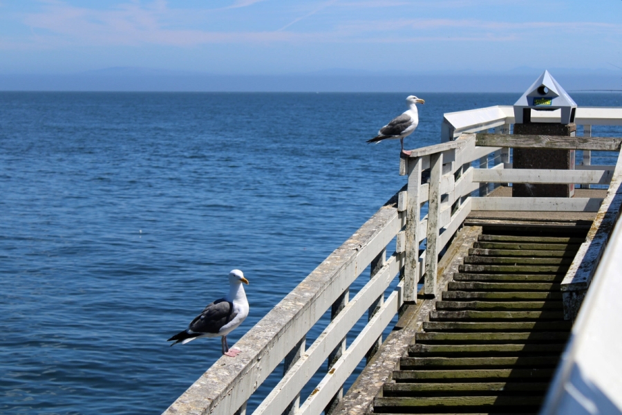 Seagulls on the pier.
