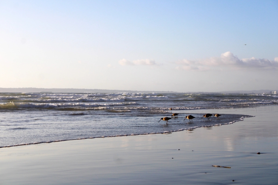 Bird wading in the water.