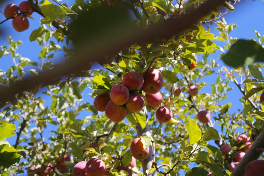 Apples on a tree in the distance.