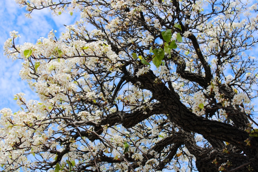 White flowers on tree.