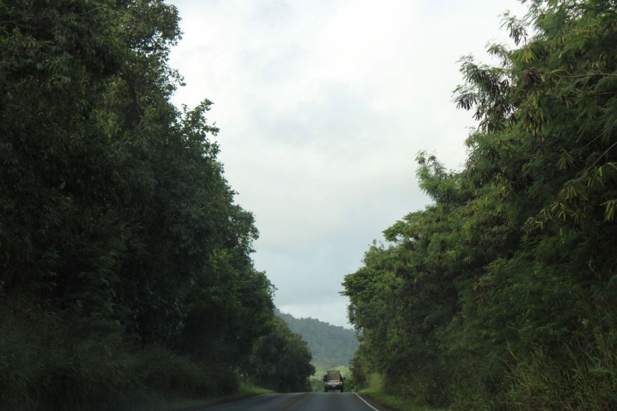 Road in the middle of a forest.