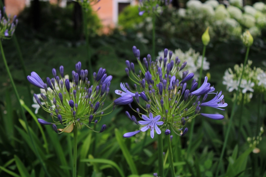 Opened purple flowers.