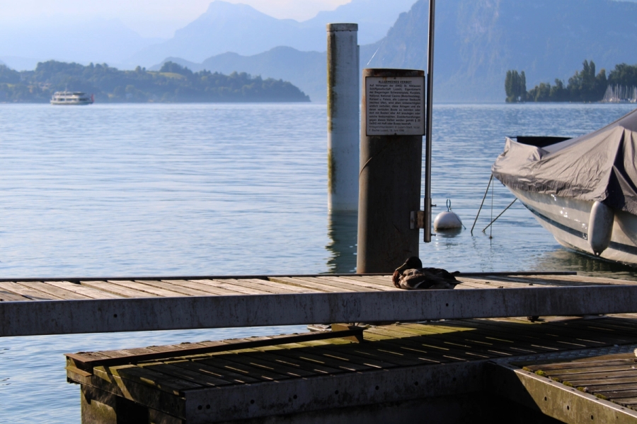 Dock with a duck.