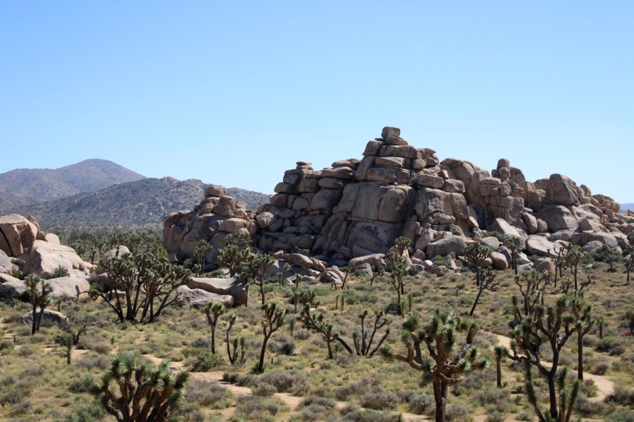 Rocks and trees during the day.