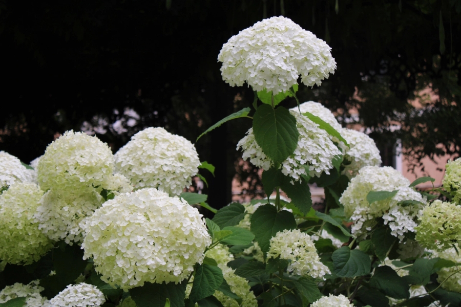 Puffed up white flower.