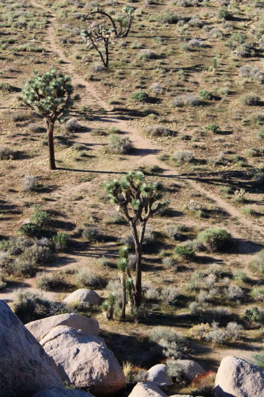 Trees at Joshua Tree.