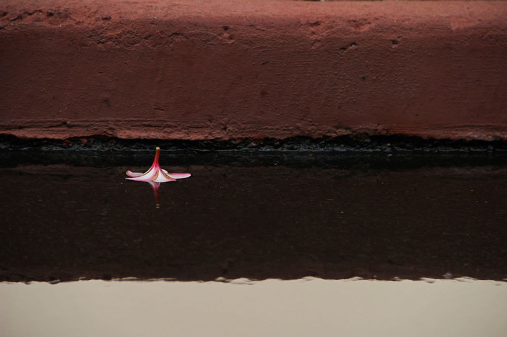 Upside down plumeria in water.