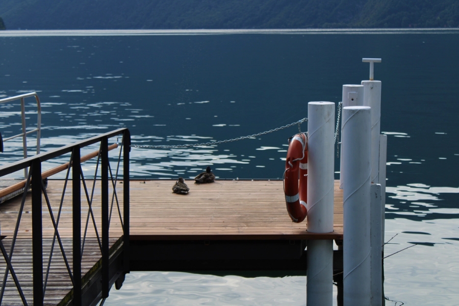Ducks at the edge of the pier.