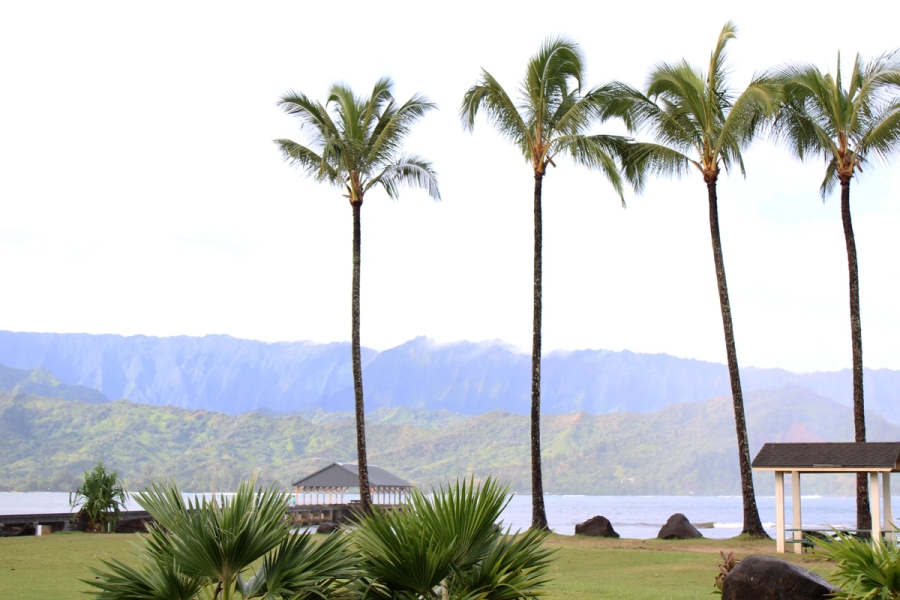 Palm trees near the ocean.